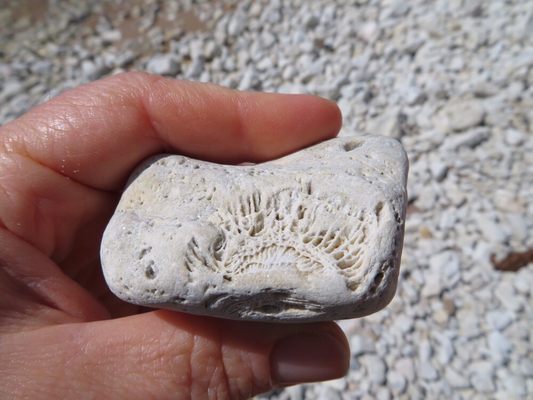 Whitefish Dunes State Park by null