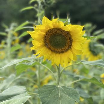 Hickory Creek Farm - Sunflower - Farms Near Me - Greensboro, North Carolina Hickory Creek Farm - Sunflower - Farms Near Me - Greensboro, North Carolina