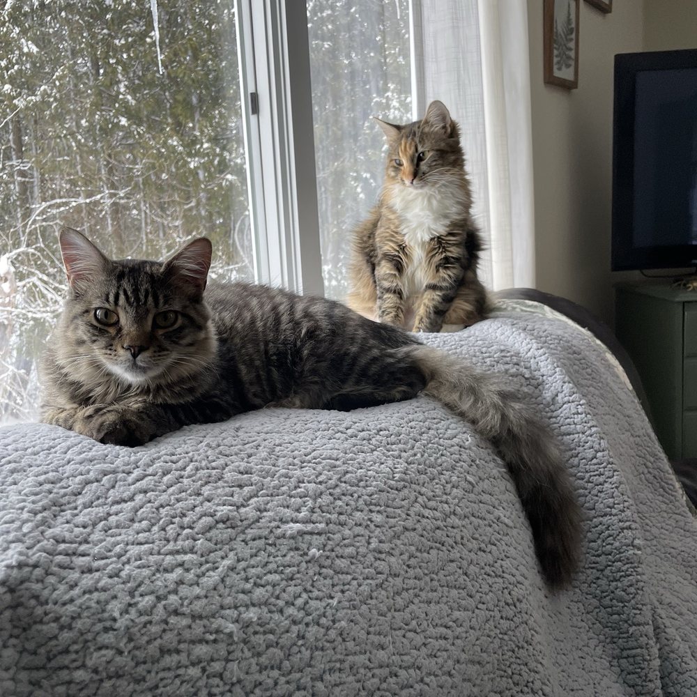 Lenox Cat Hospital - Clyde and Clover - Veterinarians Near Me - Lenox, Massachusetts
