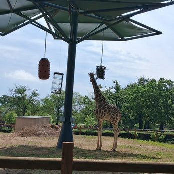 Como Park Zoo and Conservatory - Nice canopies and feeding basket for the giraffes - Zoos Near Me - Saint Paul, Minnesota
