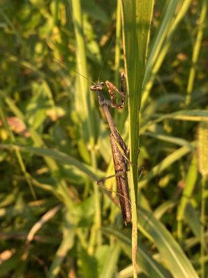 Legacy Trail by null