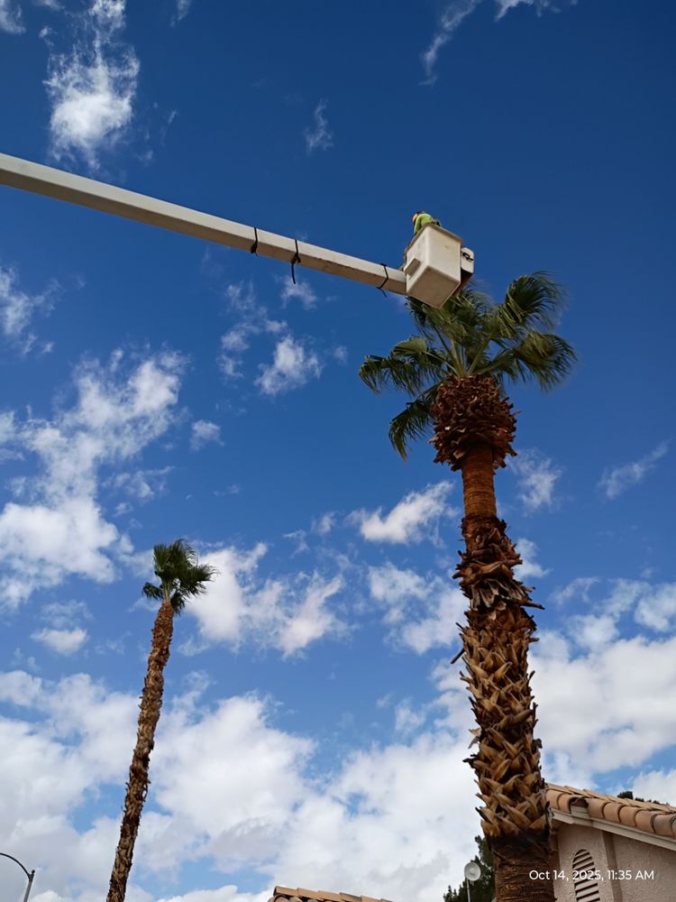 Arbor Tree Service - tree service in LAS VEGAS, NV
