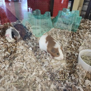 Petco - Pet Stores Near Me - Irondequoit, New York