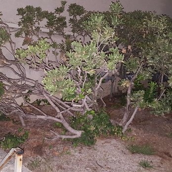 LBPM - We have a Gardner that come once a week, this is the bushes we have. - Property Management Near Me - Sherman Oaks, California LBPM - We have a Gardner that come once a week, this is the bushes we have. - Property Management Near Me - Sherman Oaks, California