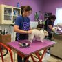 Photo of Char's Grooming Post