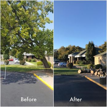 The Canopy Man - Tree Services Near Me The Canopy Man - Tree Services Near Me