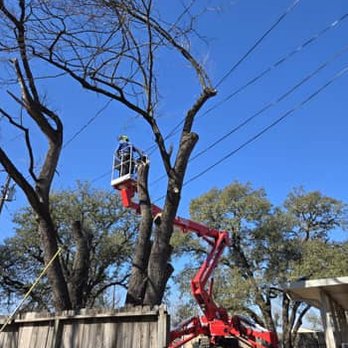 Centex Tree Solutions - Offering exceptional Tree Removal solutions, our team is committed to providing top-quality services to meet all your needs i... - Tree Services Near Me