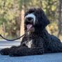 Photo of Legacy Canine Boarding and Training