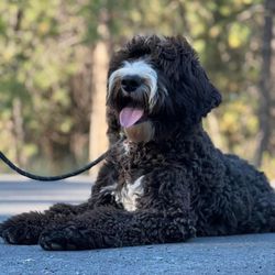 Legacy Canine Boarding and Training