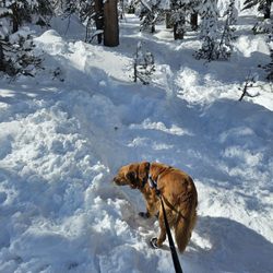 Gunner W on the PCT