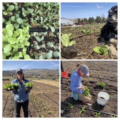Reno Food Systems by null