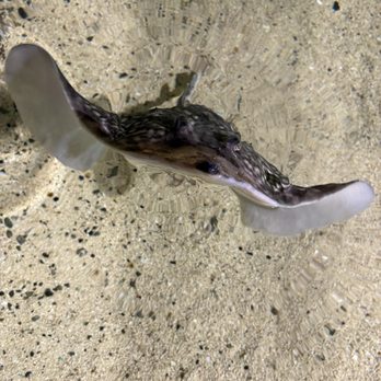 Galway Atlantaquaria - Tours Near Me - Salthill, G