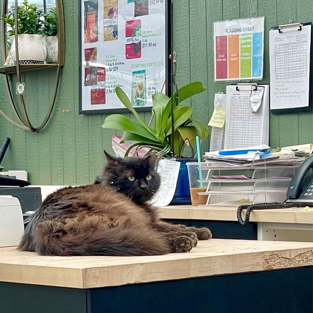 Watson's Greenhouse - Lazy cashier - Nurseries & Gardening Near Me - Auburn, Washington Watson's Greenhouse - Lazy cashier - Nurseries & Gardening Near Me - Auburn, Washington