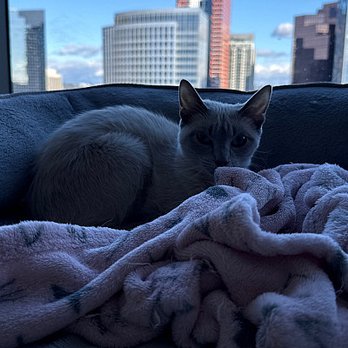 Fetch Pet Care - Pet Sitting Near Me Fetch Pet Care - Pet Sitting Near Me