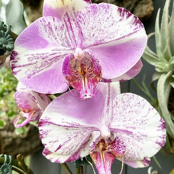 Gethsemane Garden Center - Beautiful orchids located in the greenhouse - Nurseries & Gardening Near Me - Chicago, Illinois Gethsemane Garden Center - Beautiful orchids located in the greenhouse - Nurseries & Gardening Near Me - Chicago, Illinois