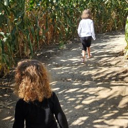 Diana's Pumpkin Patch & Corn Maze - Going through the maze