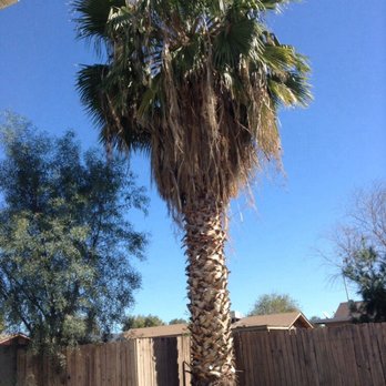 Arbor Care Tree Service - Before... - Tree Services Near Me Arbor Care Tree Service - Before... - Tree Services Near Me