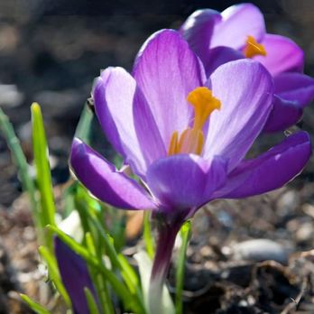 Green Rescue Lawncare - a purple flower with yellow stamen - Lawn Services Near Me Green Rescue Lawncare - a purple flower with yellow stamen - Lawn Services Near Me