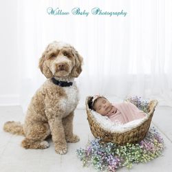 Willow Baby Photography - Puppy with newborn baby girl