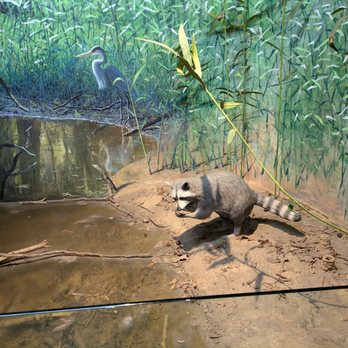 Congaree National Park - Musuem - Parks Near Me - Hopkins, South Carolina