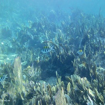 Sundiver Snorkel Tours - Tours Near Me - Key Largo, Florida Sundiver Snorkel Tours - Tours Near Me - Key Largo, Florida