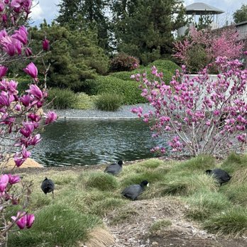 The Japanese Garden - Botanical Gardens Near Me - Van Nuys, California