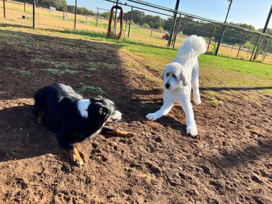 JUMPING JACK DOG RANCH - Updated October 2025 - 84 Photos & 52 Reviews ...