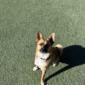 Pet Stylist - Pet Groomers Near Me - San Leandro, California Pet Stylist - Pet Groomers Near Me - San Leandro, California