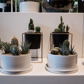 Vertuose - Potted succulents and cacti - Nurseries & Gardening Near Me - Montreal, Quebec