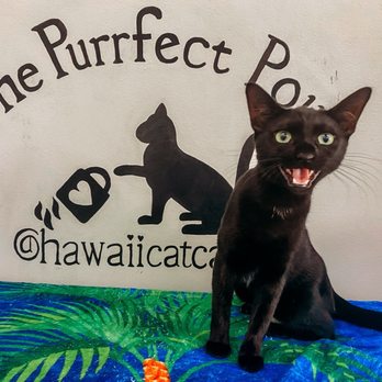 Hawai'i Cat Café - Lucy the Chatty Cat - Pet Adoption Near Me - Honolulu, Hawaii Hawai'i Cat Café - Lucy the Chatty Cat - Pet Adoption Near Me - Honolulu, Hawaii