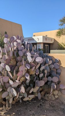 S'edav Va'aki Museum (formerly Pueblo Grande Museum) by null