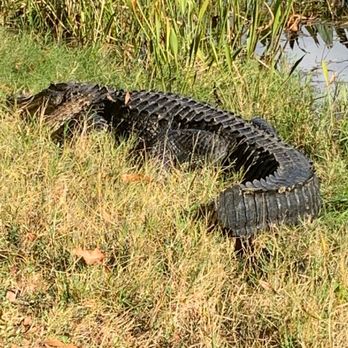 Lake Seminole Park - Alligator on the bank of the lake sunning himself and sleeping. - Parks Near Me - Seminole, Florida