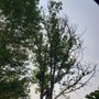 Photo of The Tree Climber