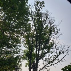 The Tree Climber - Different angle got the top. I wanted to try to show the entire tree in one shot, but I would have had to go way out to get it.