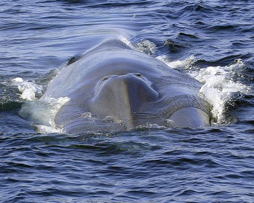 Dana Wharf Sportfishing & Whale Watching Dana Point by null