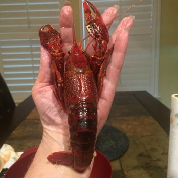 Hans' Crawfish Services - The best Crawfish I've had. They are huge. Super flavorful. Not too spicy. Excellent dipping sauces. - Cajun/Creole Near Me - Tomball, Texas Hans' Crawfish Services - The best Crawfish I've had. They are huge. Super flavorful. Not too spicy. Excellent dipping sauces. - Cajun/Creole Near Me - Tomball, Texas