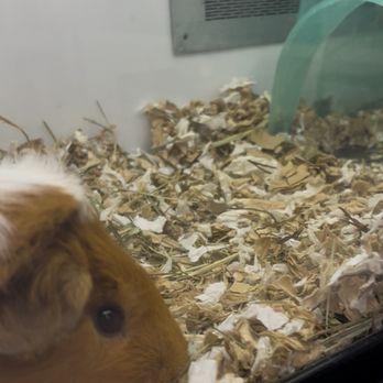 Petco - The small guinea pig tanks - Pet Stores Near Me - Costa Mesa, California Petco - The small guinea pig tanks - Pet Stores Near Me - Costa Mesa, California