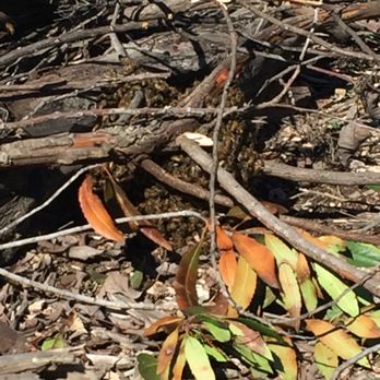 Safe & Alive Bee Hive Removal - The ground swarm that refused to leave. - Pest Control Near Me - San Diego, California Safe & Alive Bee Hive Removal - The ground swarm that refused to leave. - Pest Control Near Me - San Diego, California