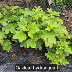 Preece Farms Plant Nursery
