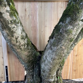Embassy Enterprises - They even built around our mature tree; there's just enough room for potential (but unlikely) growth. - Fences & Gates Near Me - Portland, Oregon