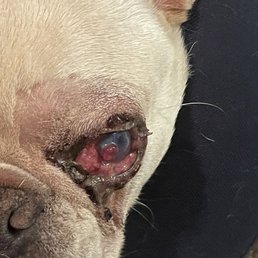 Punctured eye from Spa Paw