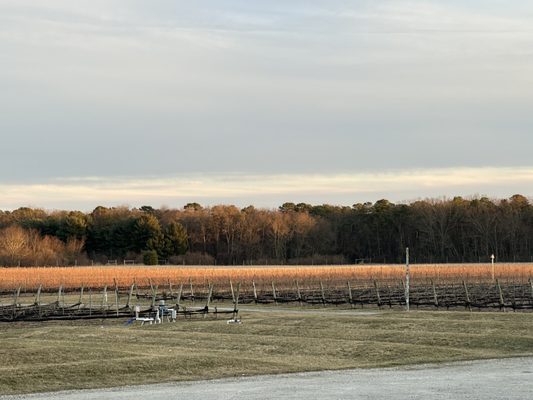 White Horse Winery by null