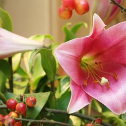 BlumenBinderei