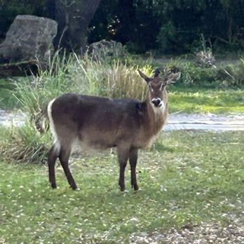 Savor the Savanna - Animal - Tours Near Me - Orlando, Florida