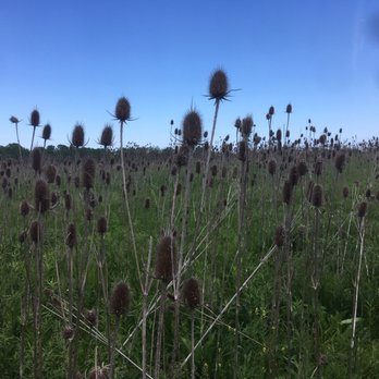 Miller Meadow Forest Preserve - Parks Near Me - Maywood, Illinois Miller Meadow Forest Preserve - Parks Near Me - Maywood, Illinois