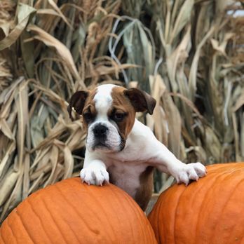 Bigbulldogs - Pet Breeders Near Me Bigbulldogs - Pet Breeders Near Me