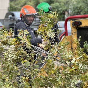 Easy Stumps Tree Services - Tree Services Near Me - Folsom, California