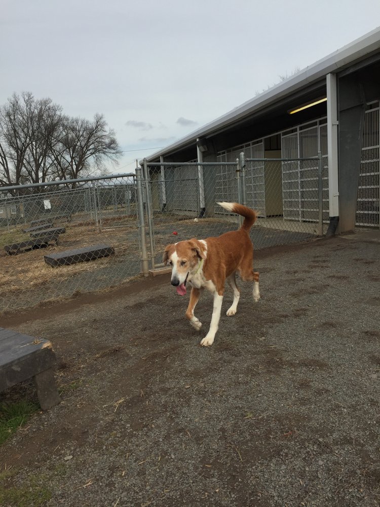 THE HUMANE SOCIETY OF FAIRFAX COUNTY 21 Photos & 45 Reviews 4057