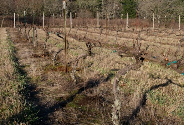 Pomeroy Cellars by null