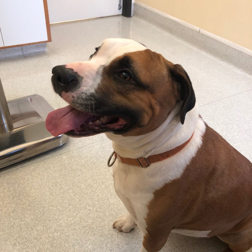 Companion Veterinary Clinic - After shots, where's my treat? - Veterinarians Near Me - Auburn, California Companion Veterinary Clinic - After shots, where's my treat? - Veterinarians Near Me - Auburn, California